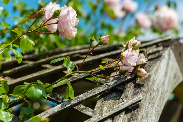 Busch von schönen Rosen in einem Garten