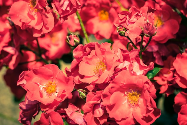 Busch von schönen Rosen in einem Garten