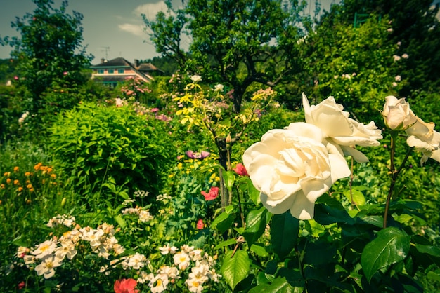 Busch von schönen Rosen in einem Garten