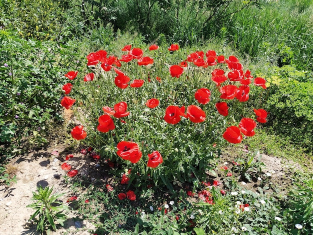 Busch von wilden roten Mohnblumen Schöne Wildblumen Verschwommener Hintergrund Mohnfeld Zarte Mohnblätter glitzern im Sonnenlicht