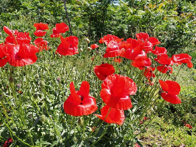 Busch von wilden roten Mohnblumen Schöne Wildblumen Verschwommener Hintergrund Mohnfeld Zarte Mohnblätter glitzern im Sonnenlicht