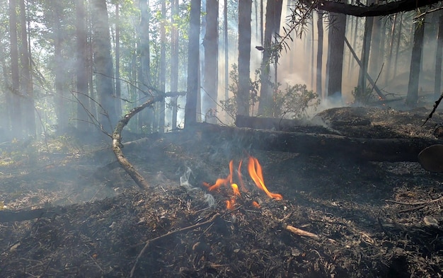 Buschfeuer brennt durch Waldboden Nahaufnahme eines großen Buschfeuers