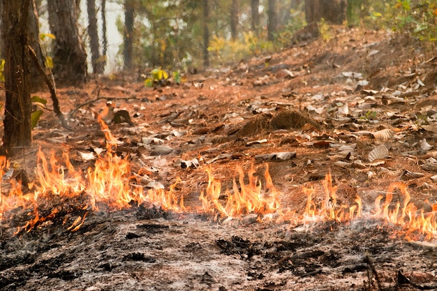 Buschfeuer im Wald, Thailand?