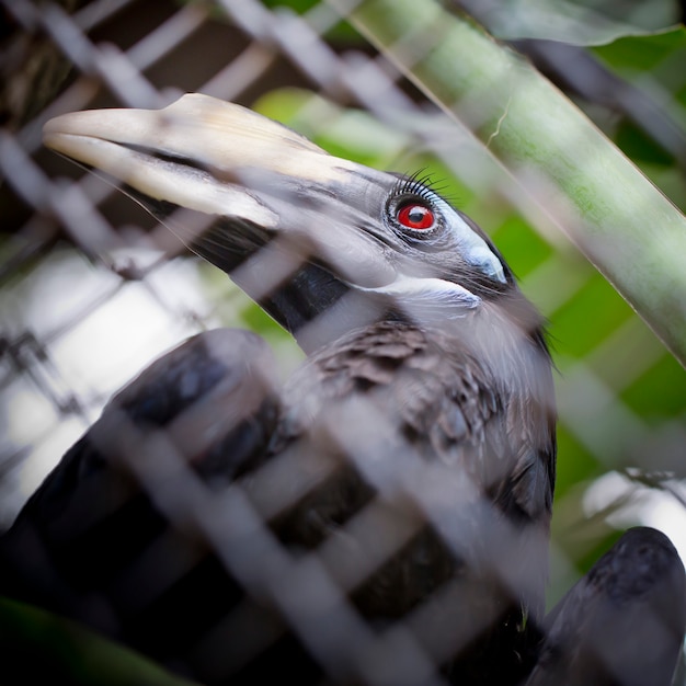 Buschig-Mit Haube Hornbill, Nahaufnahme im Zoo