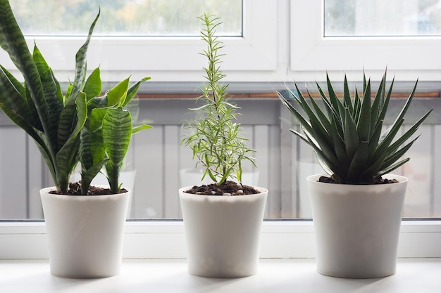 Buschrosmarin im Topf unter Hausblumen auf dem Fensterbrett