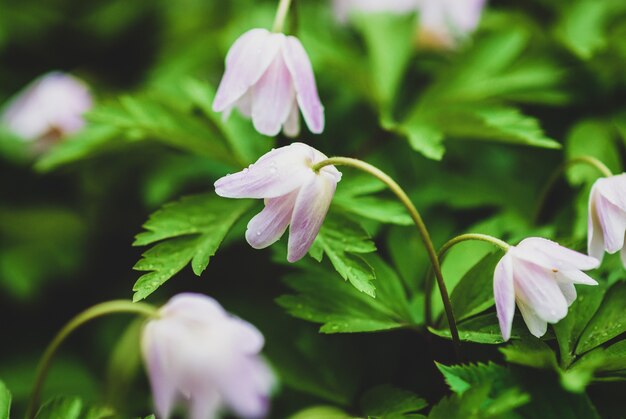 Buschwindröschen Blumen im Wald - Anemone nemorosa