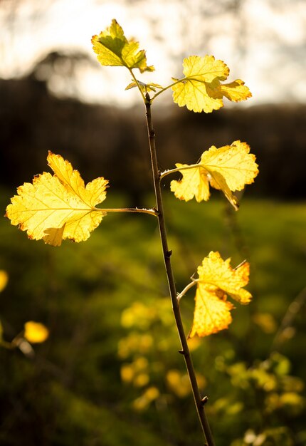 Buschzweig mit Laub im Herbst