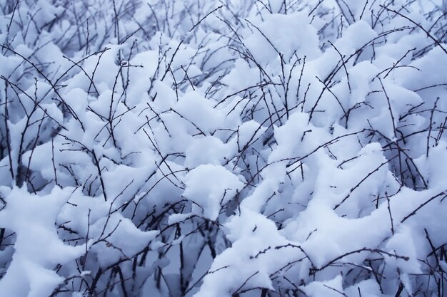 Buschzweige nach Schneefall im Winterpark