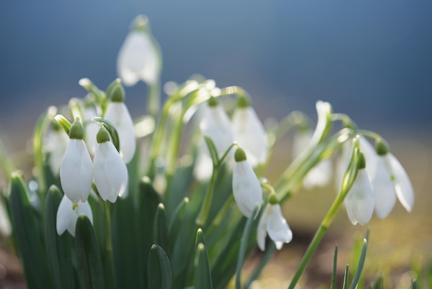 Bush branco snowdrops num prado de montanha