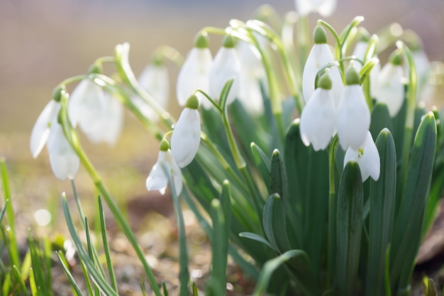 Bush branco snowdrops num prado de montanha