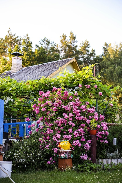 Bush com flores cor de rosa no jardim em sua casa de verão. Descanso de verão