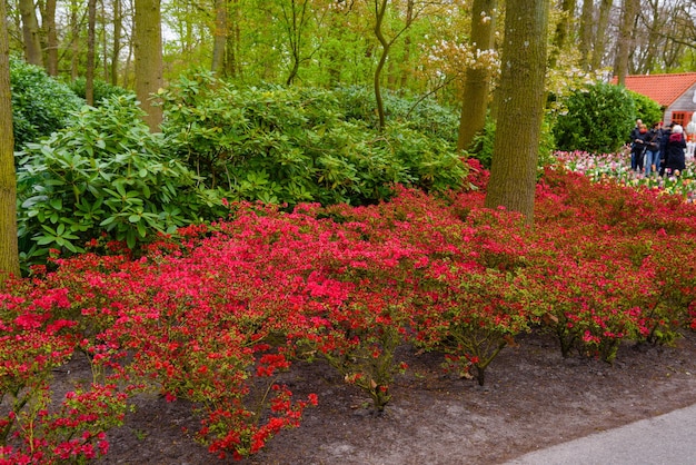 Bush com flores de azaleia rosa no parque Keukenhof Lisse Holanda Holanda