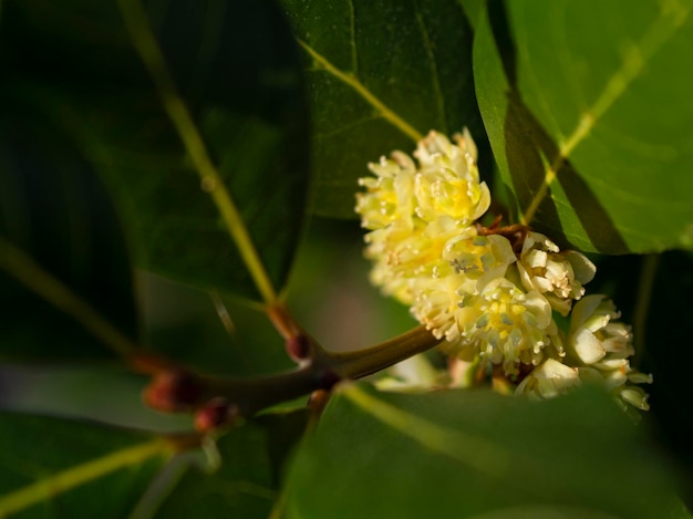 Bush com folhas e flores do nobre Laurel Laurus na primavera ao pôr do sol