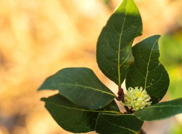 Bush com folhas e flores do nobre Laurel Laurus na primavera ao pôr do sol