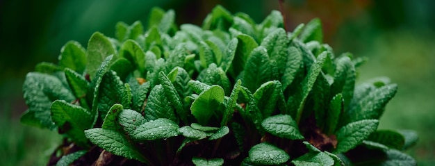 Bush com grandes folhas verdes primula acaulis no jardim em uma primavera