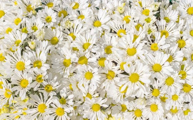 Bush de flor da margarida na natureza