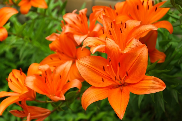 Bush de lírios laranja em um close-up jardim de verão