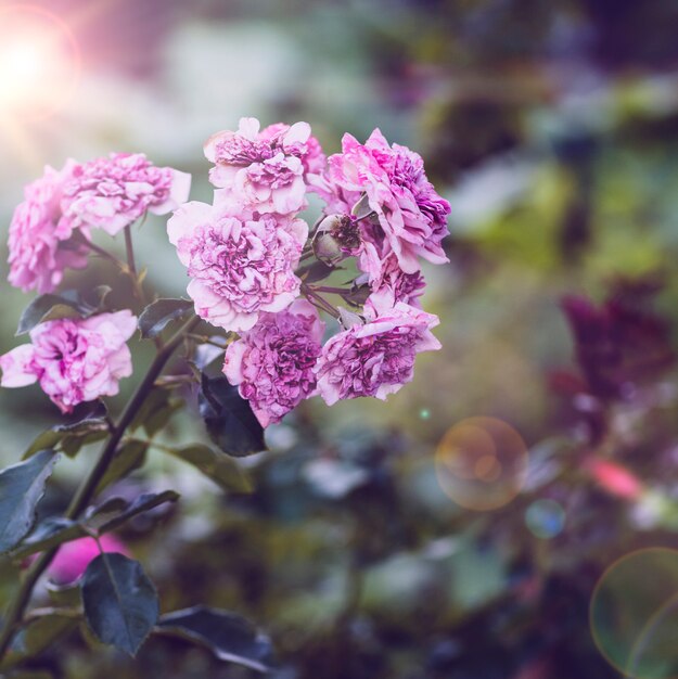 Bush de rosas com flores cor de rosa desbotadas