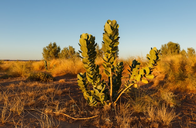 Bush en el desierto del Sahara