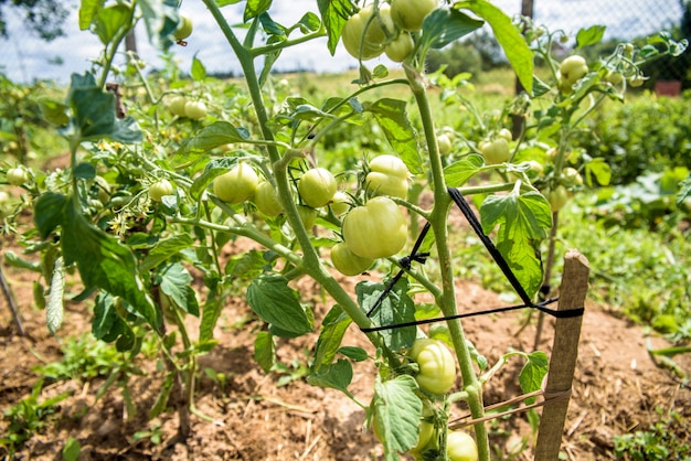 Bush dos tomates verdes amarrados a uma vara de madeira, alimento biológico crescido em próprio campo. Vida na aldeia, Ucrânia