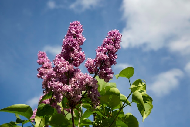 Bush floreciente lila variedades syringa vulgaris con hojas verdes en el jardín