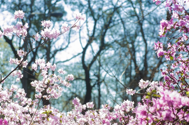 Bush de flores de azaleas contra un fondo de árboles en una neblina azul.