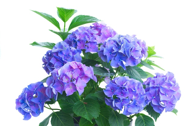 Bush de flores y hojas de hortensia azul y violeta aislado en blanco