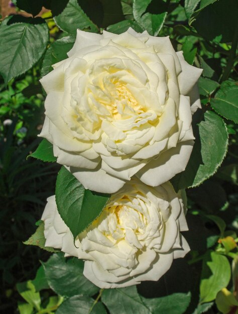 Bush flores rosas blancas y amarillas en el fondo de la naturaleza Rosas blancas y amarillas frescas en un jardín soleado