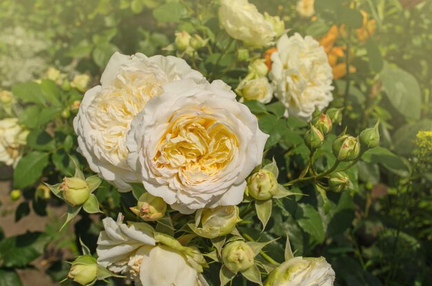 Bush flores rosas blancas y amarillas en el fondo de la naturaleza Rosas blancas y amarillas frescas en un jardín soleado