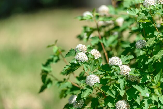 Bush florescendo verde com imagem de fundo de flores brancas