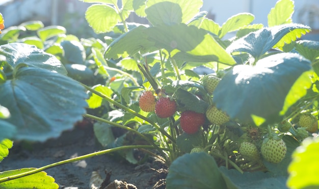 Bush de fresas rojas y verdes frescas en una cama de jardín al sol.