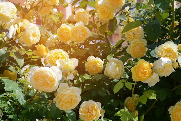 Bush con hermosas rosas amarillas al aire libre closeup