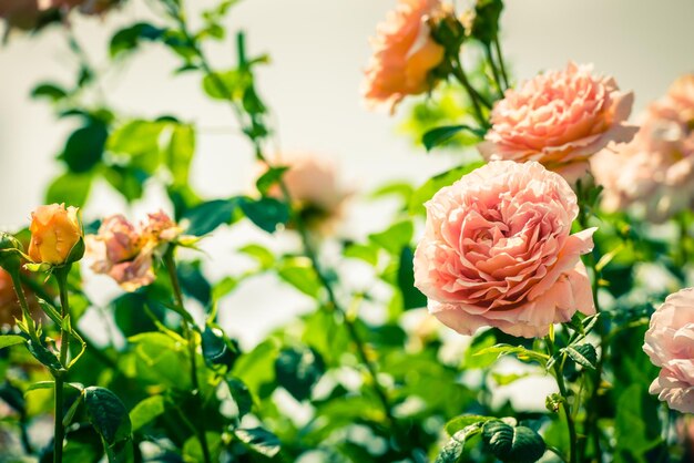 Bush de hermosas rosas en un jardín.