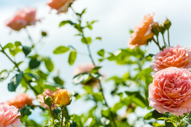 Bush de hermosas rosas en un jardín.