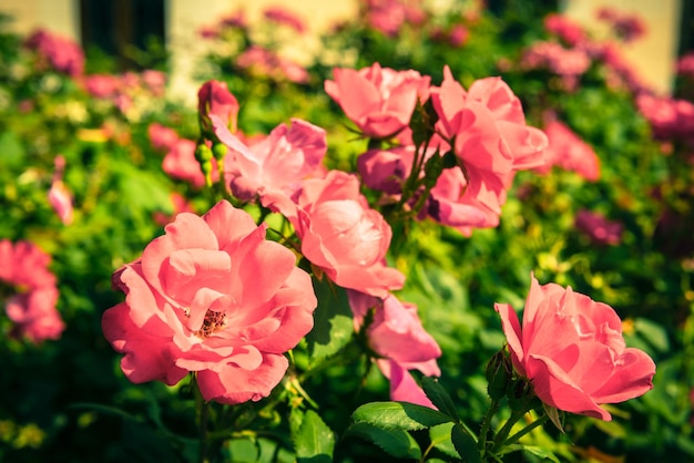 Bush de hermosas rosas en un jardín.