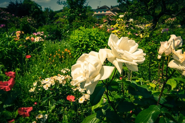 Bush de hermosas rosas en un jardín.