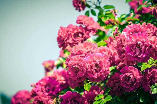 Bush de hermosas rosas en un jardín.