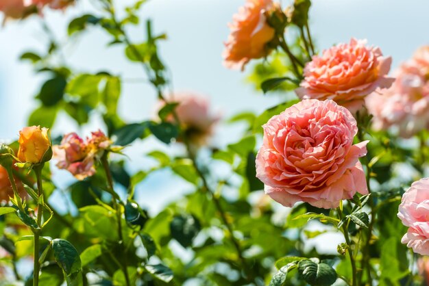 Bush de hermosas rosas en un jardín.