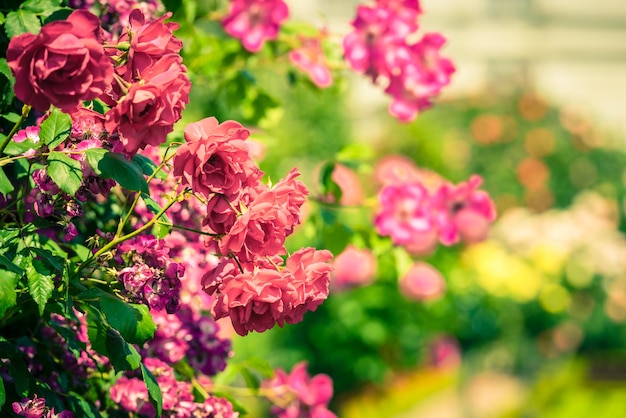 Bush de hermosas rosas en un jardín.