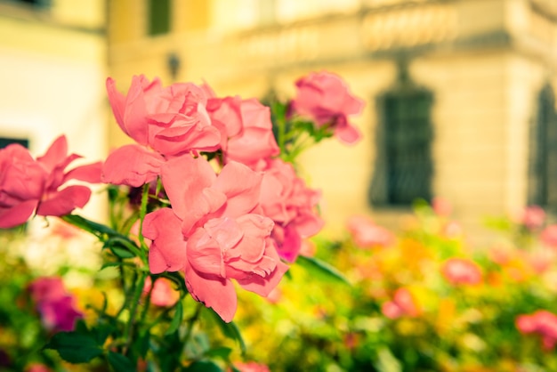 Bush de hermosas rosas en un jardín.