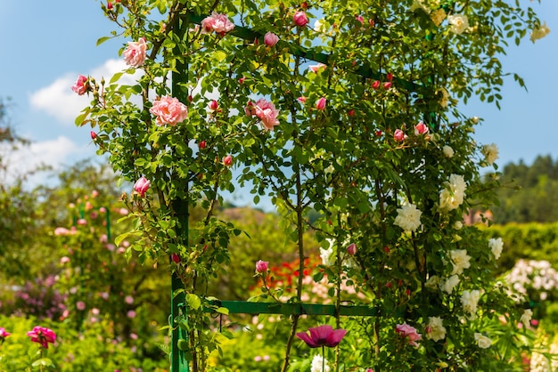 Bush de hermosas rosas trepadoras en un jardín. Tiro horizontal