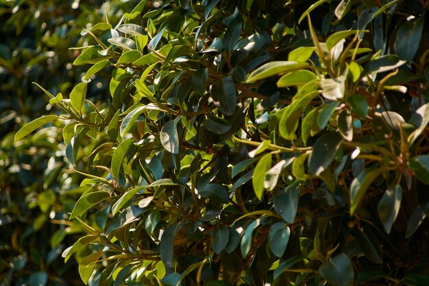 Bush de hojas en el período de verano iluminado por la cálida luz del sol