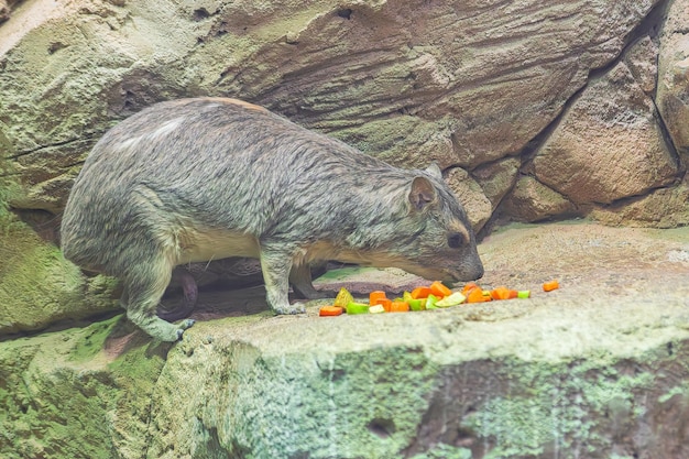 Bush Hyrax Heterohyrax brucei sobre rocas comiendo algunas frutas