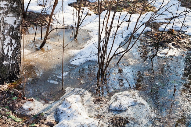 Bush in einer Pfütze aus geschmolzenem Schnee