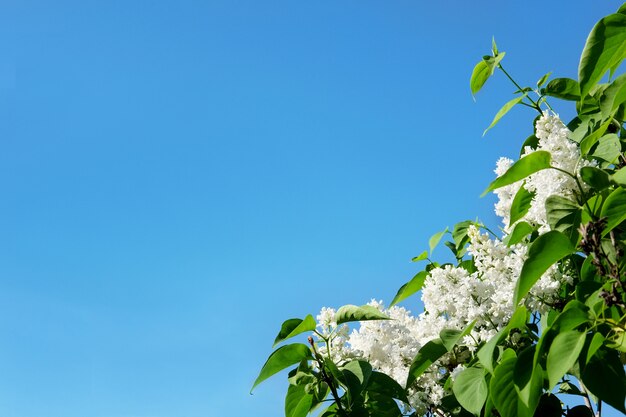 Bush de lila con cielo azul