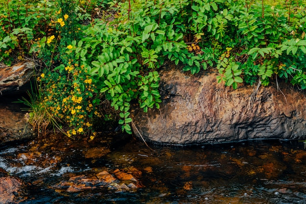 Bush mit blühenden gelben Blumen des Silberkrauts nahe Quellwasser mit Steinen