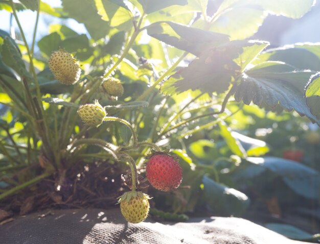 Bush mit frischen roten und grünen Erdbeeren auf einem Gartenbett in der Sonne.