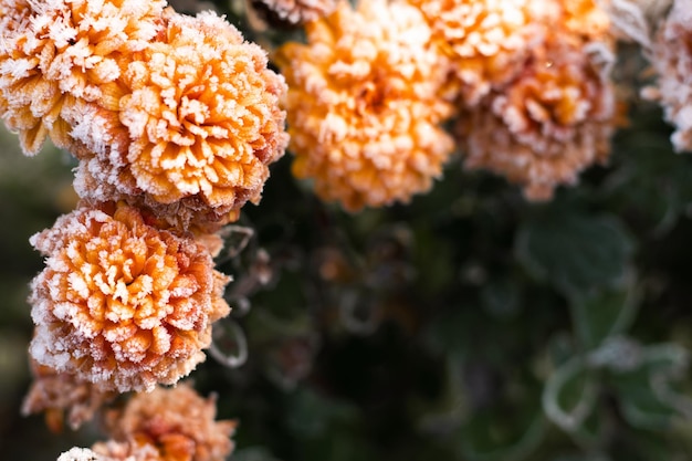 Bush mit orange blühenden Chrysanthemen, die mit weißem Reif bedeckt sind Morgenfrost grüne gefrorene Pflanzenblätter Hintergrund