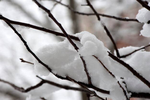 Bush, mit Schnee bedeckt