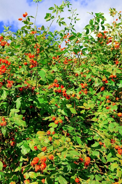 Bush de perro Rose en Crimea.